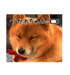レンくん2（タヌキツネイッヌ）（個別スタンプ：22）