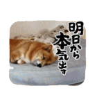 レンくん2（タヌキツネイッヌ）（個別スタンプ：23）