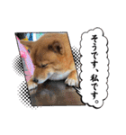 レンくん2（タヌキツネイッヌ）（個別スタンプ：26）