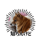 レンくん2（タヌキツネイッヌ）（個別スタンプ：27）