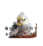 しれっとごまかすオカメインコ（個別スタンプ：1）