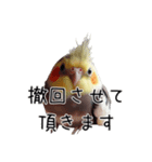 しれっとごまかすオカメインコ（個別スタンプ：2）