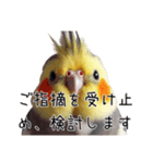 しれっとごまかすオカメインコ（個別スタンプ：3）