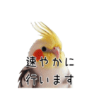 しれっとごまかすオカメインコ（個別スタンプ：4）