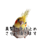 しれっとごまかすオカメインコ（個別スタンプ：8）