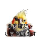 しれっとごまかすオカメインコ（個別スタンプ：9）