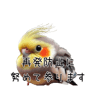 しれっとごまかすオカメインコ（個別スタンプ：10）