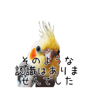 しれっとごまかすオカメインコ（個別スタンプ：11）