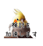 しれっとごまかすオカメインコ（個別スタンプ：12）