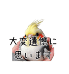 しれっとごまかすオカメインコ（個別スタンプ：14）