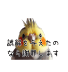 しれっとごまかすオカメインコ（個別スタンプ：15）