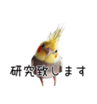 しれっとごまかすオカメインコ（個別スタンプ：20）