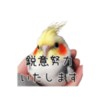 しれっとごまかすオカメインコ（個別スタンプ：22）