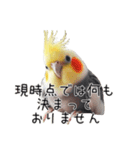 しれっとごまかすオカメインコ（個別スタンプ：24）