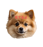 かわいい ポメラニアン ポメちゃん（個別スタンプ：1）
