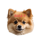 かわいい ポメラニアン ポメちゃん（個別スタンプ：5）