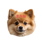 かわいい ポメラニアン ポメちゃん（個別スタンプ：7）