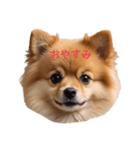 かわいい ポメラニアン ポメちゃん（個別スタンプ：8）