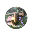 きのこスタンプ シンプル 敬語（個別スタンプ：8）