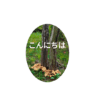 きのこスタンプ シンプル 敬語（個別スタンプ：10）