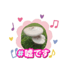 きのこスタンプ シンプル 敬語（個別スタンプ：12）