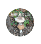 きのこスタンプ シンプル 敬語（個別スタンプ：16）