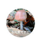 きのこスタンプ シンプル 敬語（個別スタンプ：18）