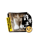 我々動物連盟は代弁するvol.3 動く！猫殿下（個別スタンプ：7）