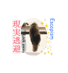 我々動物連盟は代弁するvol.3 動く！猫殿下（個別スタンプ：10）