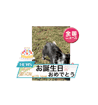 我々動物連盟は代弁するvol.3 動く！猫殿下（個別スタンプ：16）