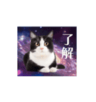 動く！驚く！宇宙猫 -Space Cat-（個別スタンプ：2）