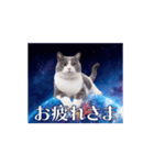 動く！驚く！宇宙猫 -Space Cat-（個別スタンプ：5）