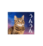 動く！驚く！宇宙猫 -Space Cat-（個別スタンプ：9）