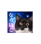 動く！驚く！宇宙猫 -Space Cat-（個別スタンプ：11）