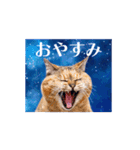 動く！驚く！宇宙猫 -Space Cat-（個別スタンプ：16）