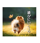 犬の後ろ姿♪背中で語りそうなセリフ（個別スタンプ：29）