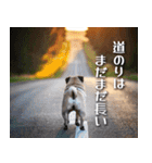 犬の後ろ姿♪背中で語りそうなセリフ（個別スタンプ：37）