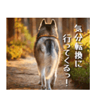 犬の後ろ姿♪背中で語りそうなセリフ（個別スタンプ：38）