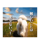 犬の後ろ姿♪背中で語りそうなセリフ（個別スタンプ：39）