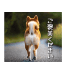 犬の後ろ姿♪背中で語りそうなセリフ（個別スタンプ：40）