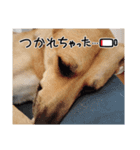 ライリーオリジナル（個別スタンプ：1）