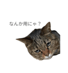 髙橋牧人公式LINEスタンプ（個別スタンプ：25）