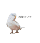 髙橋牧人公式LINEスタンプ（個別スタンプ：26）