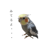 髙橋牧人公式LINEスタンプ（個別スタンプ：27）