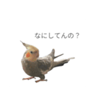 髙橋牧人公式LINEスタンプ（個別スタンプ：28）