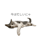 髙橋牧人公式LINEスタンプ（個別スタンプ：29）