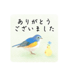 ぴよの絵にっき 18（個別スタンプ：15）