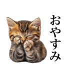 表情豊かな猫1（個別スタンプ：4）