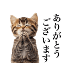 表情豊かな猫1（個別スタンプ：5）