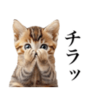 表情豊かな猫1（個別スタンプ：26）